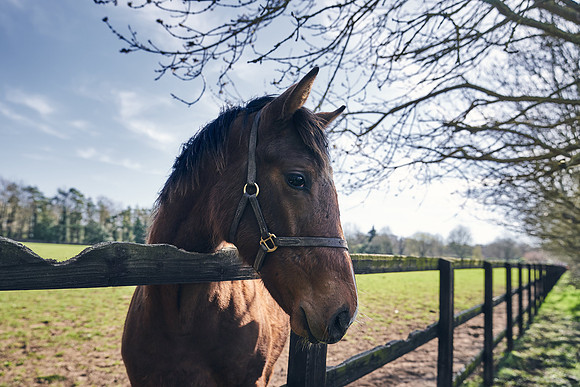 NATS-STUD-FOALS-2020-DJ-0373
