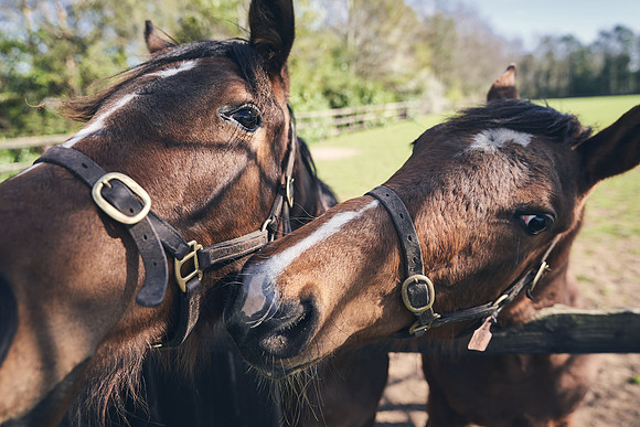 NATS-STUD-FOALS-2020-DJ-0396