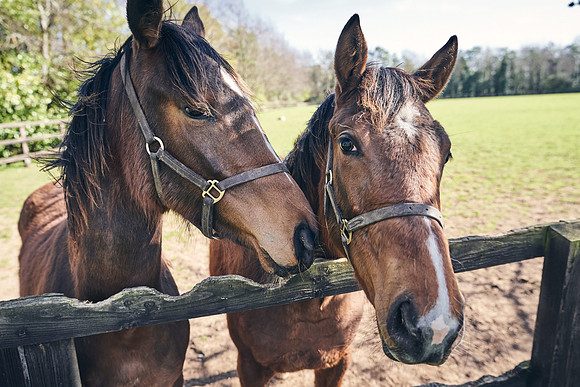 NATS-STUD-FOALS-2020-DJ-0402