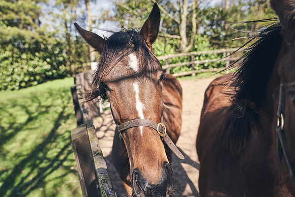 NATS-STUD-FOALS-2020-DJ-0406