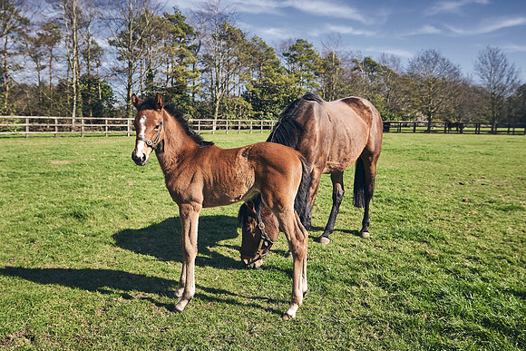 NATS-STUD-FOALS-2020-DJ-0474