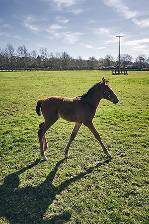 NATS-STUD-FOALS-2020-DJ-0490