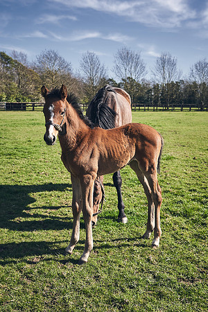 NATS-STUD-FOALS-2020-DJ-0482