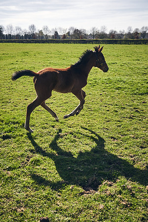NATS-STUD-FOALS-2020-DJ-0498