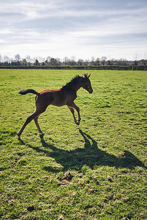 NATS-STUD-FOALS-2020-DJ-0499