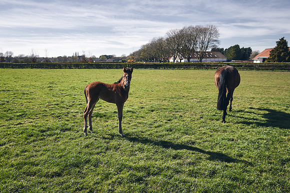 NATS-STUD-FOALS-2020-DJ-0508