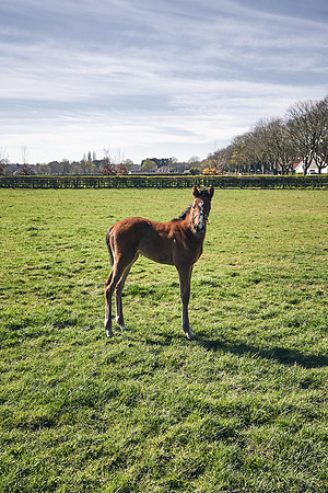 NATS-STUD-FOALS-2020-DJ-0509
