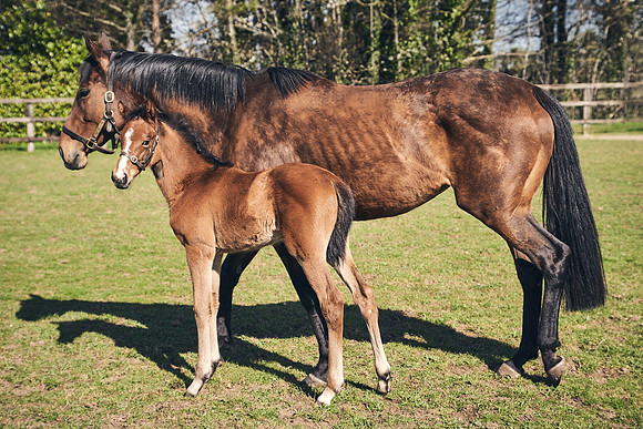 NATS-STUD-FOALS-2020-DJ-0533