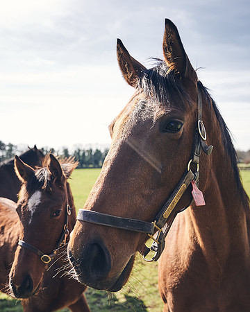 NATS-STUD-FOALS-2020-DJ-0537