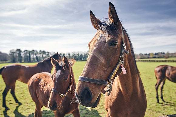 NATS-STUD-FOALS-2020-DJ-0538