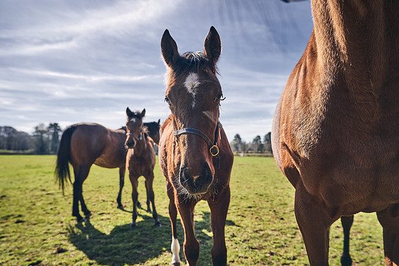 NATS-STUD-FOALS-2020-DJ-0556