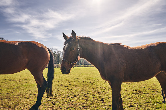 NATS-STUD-FOALS-2020-DJ-0564
