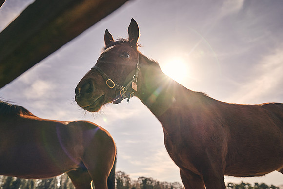 NATS-STUD-FOALS-2020-DJ-0565