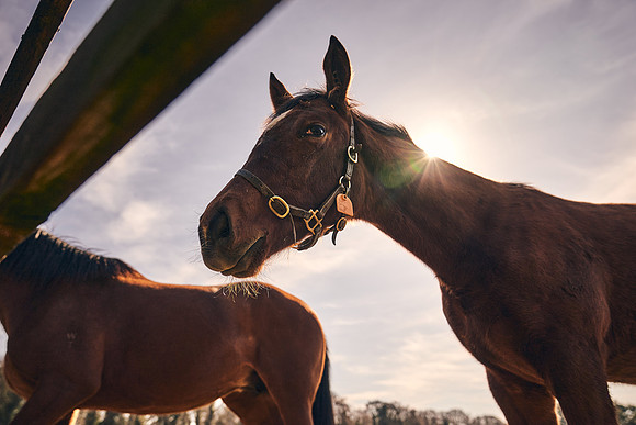NATS-STUD-FOALS-2020-DJ-0567