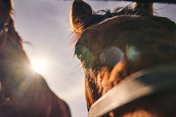 NATS-STUD-FOALS-2020-DJ-0620