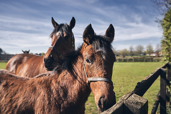 NATS-STUD-FOALS-2020-DJ-0633