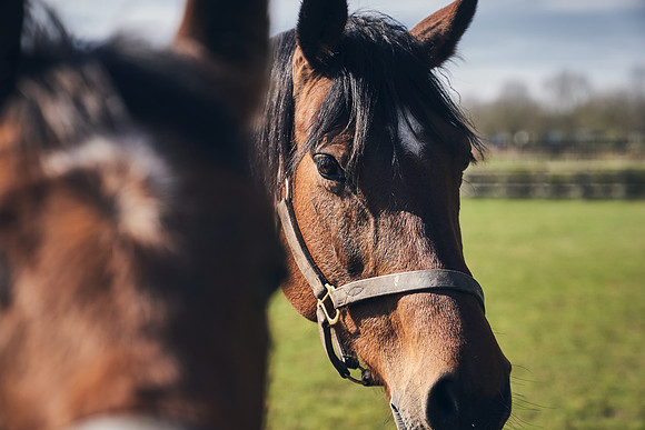 NATS-STUD-FOALS-2020-DJ-0637