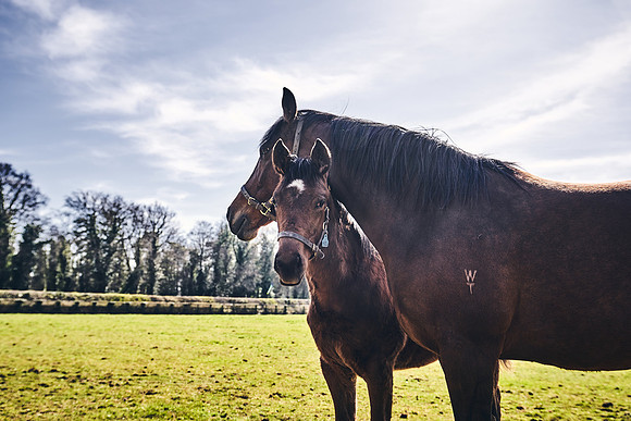 NATS-STUD-FOALS-2020-DJ-0650