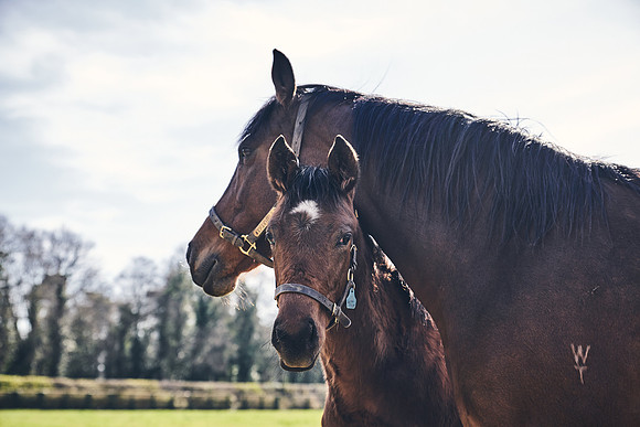 NATS-STUD-FOALS-2020-DJ-0655