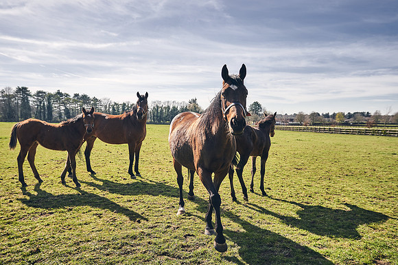 NATS-STUD-FOALS-2020-DJ-0663