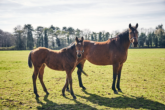 NATS-STUD-FOALS-2020-DJ-0668