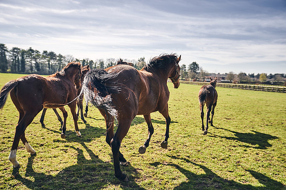 NATS-STUD-FOALS-2020-DJ-0675