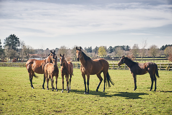 NATS-STUD-FOALS-2020-DJ-0699