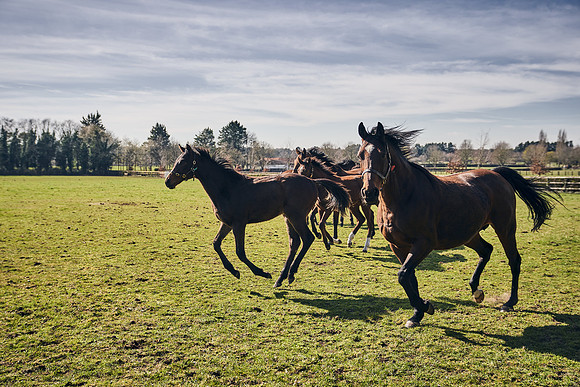 NATS-STUD-FOALS-2020-DJ-0704