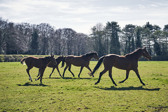 NATS-STUD-FOALS-2020-DJ-0737