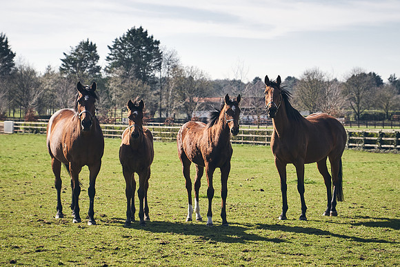 NATS-STUD-FOALS-2020-DJ-0747