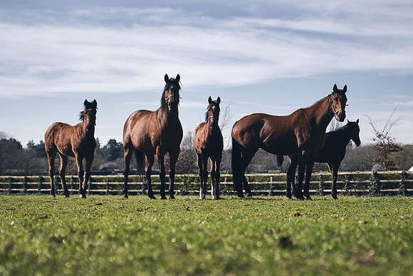 NATS-STUD-FOALS-2020-DJ-0756