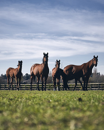 NATS-STUD-FOALS-2020-DJ-0760