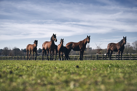 NATS-STUD-FOALS-2020-DJ-0764