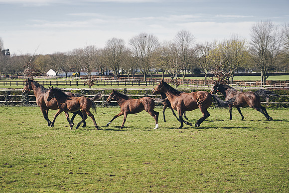 NATS-STUD-FOALS-2020-DJ-0776
