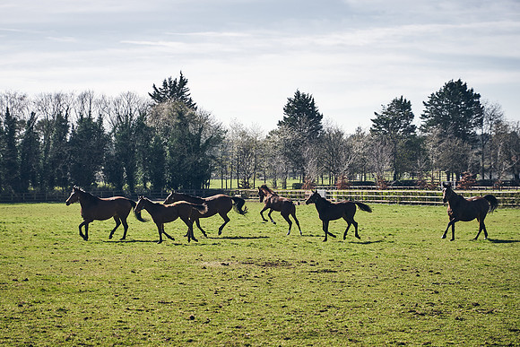 NATS-STUD-FOALS-2020-DJ-0805