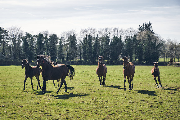 NATS-STUD-FOALS-2020-DJ-0816