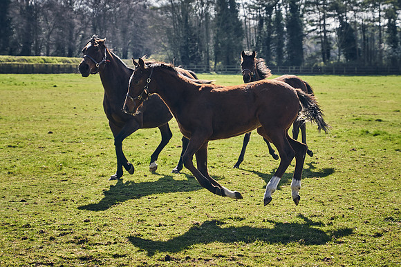 NATS-STUD-FOALS-2020-DJ-0831