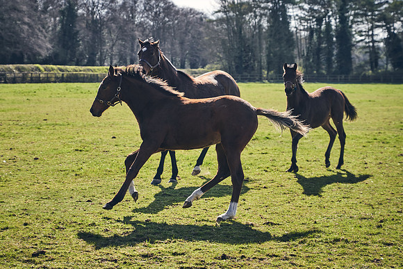 NATS-STUD-FOALS-2020-DJ-0833