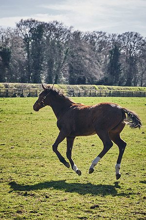 NATS-STUD-FOALS-2020-DJ-0837