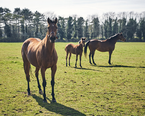 NATS-STUD-FOALS-2020-DJ-0840