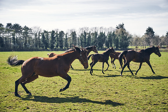 NATS-STUD-FOALS-2020-DJ-0850