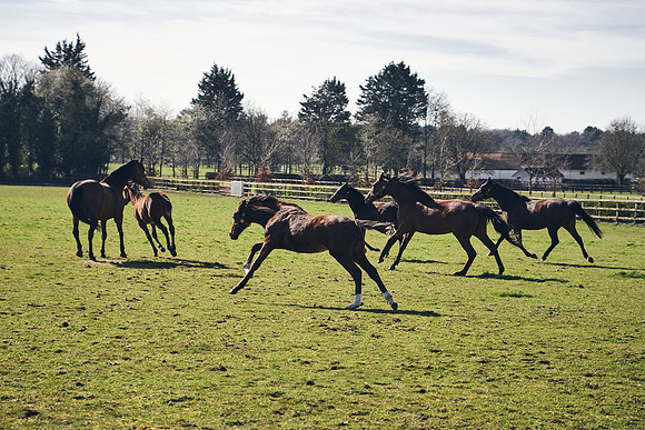 NATS-STUD-FOALS-2020-DJ-0864