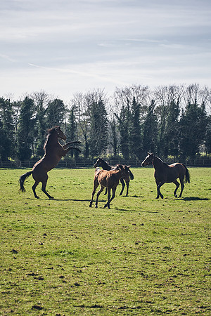 NATS-STUD-FOALS-2020-DJ-0882