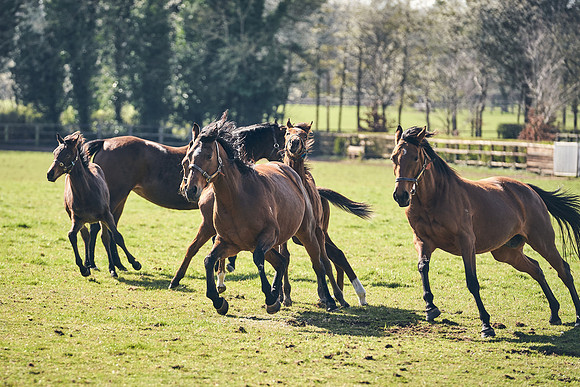 NATS-STUD-FOALS-2020-DJ-0905