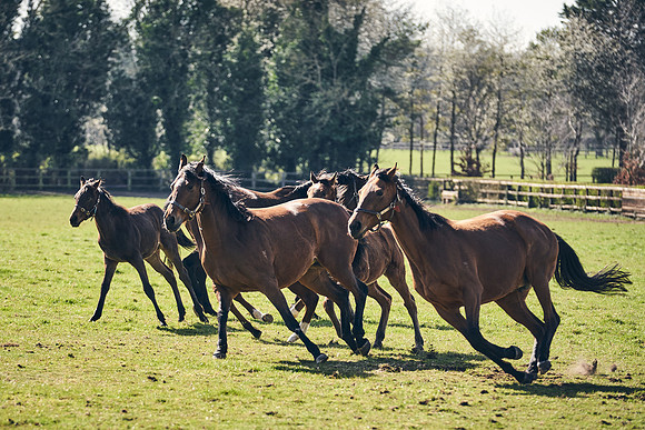 NATS-STUD-FOALS-2020-DJ-0908