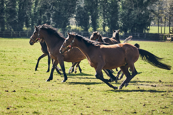 NATS-STUD-FOALS-2020-DJ-0911
