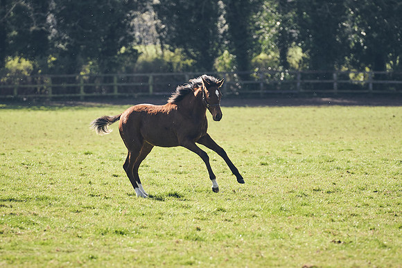 NATS-STUD-FOALS-2020-DJ-0932