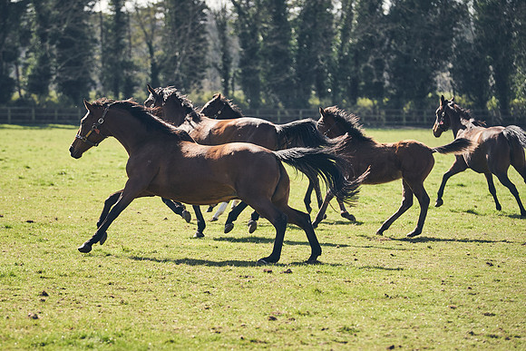 NATS-STUD-FOALS-2020-DJ-0915