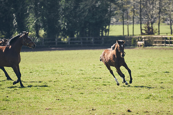 NATS-STUD-FOALS-2020-DJ-0935