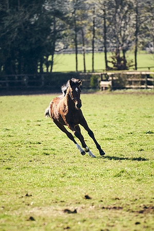 NATS-STUD-FOALS-2020-DJ-0936